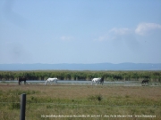 neusiedler_2011_0050