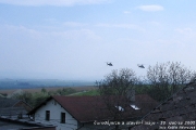 palenicarodejnici2005_00001