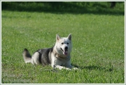 pulenileta_2014_002