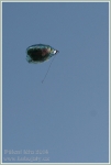 pulenileta_2014_034