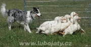 pulenileta2012_00023_0