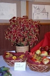 vypestky2009_00022