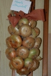 vypestky2009_00029