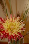 vypestky2009_00038