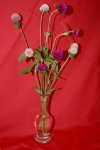 vypestky2009_00041